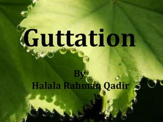 Guttation
By
Halala Rahman Qadir

 