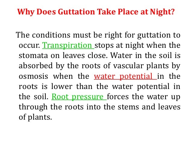 Difference between guttation and dew