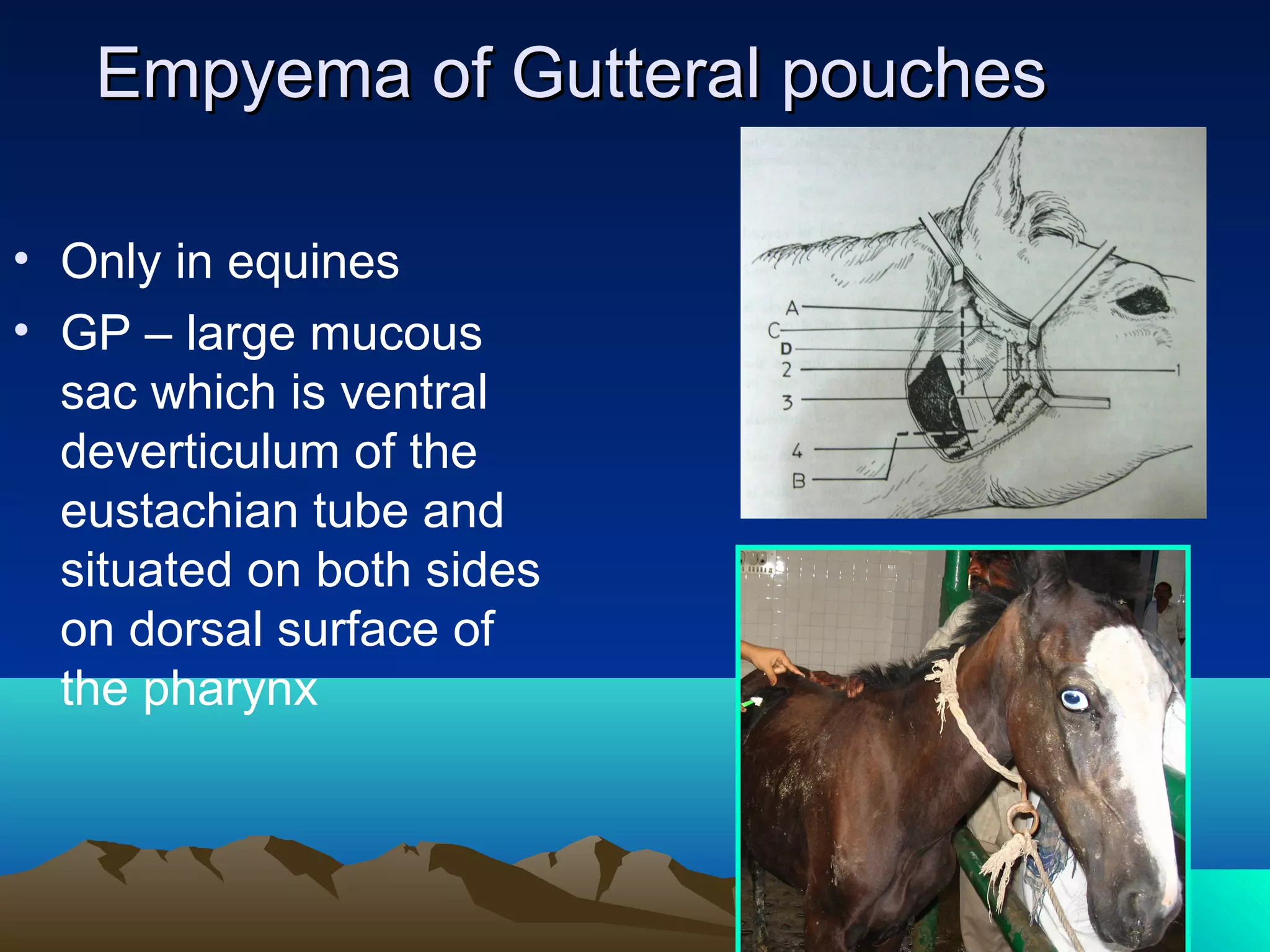 gutteral-pouches-by-dr-rekha-pathak-senior-scientist-ivri-ppt