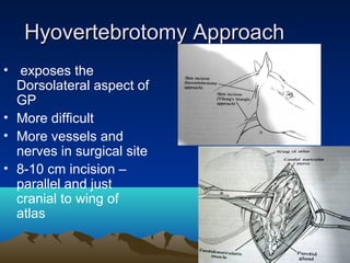 Hyovertebrotomy Approach
• exposes the
  Dorsolateral aspect of
  GP
• More difficult
• More vessels and
  nerves in surgical site
• 8-10 cm incision –
  parallel and just
  cranial to wing of
  atlas
 
