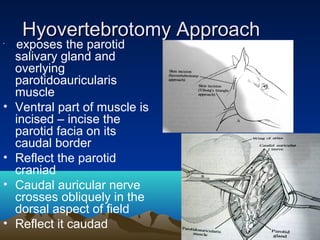 Hyovertebrotomy Approach
•
    exposes the parotid
    salivary gland and
    overlying
    parotidoauricularis
    muscle
•   Ventral part of muscle is
    incised – incise the
    parotid facia on its
    caudal border
•   Reflect the parotid
    craniad
•   Caudal auricular nerve
    crosses obliquely in the
    dorsal aspect of field
•   Reflect it caudad
 