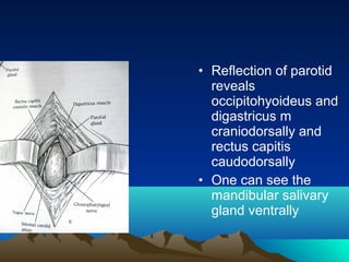 • Reflection of parotid
  reveals
  occipitohyoideus and
  digastricus m
  craniodorsally and
  rectus capitis
  caudodorsally
• One can see the
  mandibular salivary
  gland ventrally
 