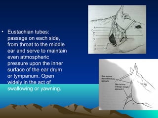 • Eustachian tubes:
  passage on each side,
  from throat to the middle
  ear and serve to maintain
  even atmospheric
  pressure upon the inner
  surface of the ear drum
  or tympanum. Open
  widely in the act of
  swallowing or yawning.
 