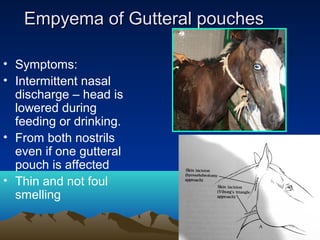 Empyema of Gutteral pouches

• Symptoms:
• Intermittent nasal
  discharge – head is
  lowered during
  feeding or drinking.
• From both nostrils
  even if one gutteral
  pouch is affected
• Thin and not foul
  smelling
 