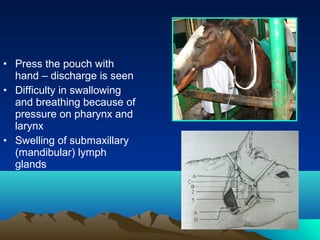 • Press the pouch with
  hand – discharge is seen
• Difficulty in swallowing
  and breathing because of
  pressure on pharynx and
  larynx
• Swelling of submaxillary
  (mandibular) lymph
  glands
 