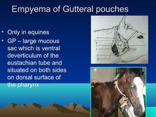 Empyema of Gutteral pouches

• Only in equines
• GP – large mucous
  sac which is ventral
  deverticulum of the
  eustachian tube and
  situated on both sides
  on dorsal surface of
  the pharynx
 