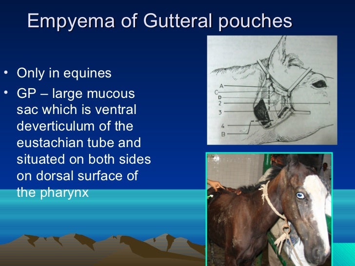 Gutteral pouches, By Dr. Rekha Pathak, senior scientist IVRI
