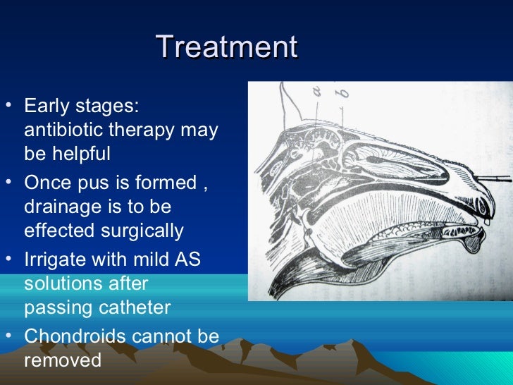 Gutteral pouches, By Dr. Rekha Pathak, senior scientist IVRI