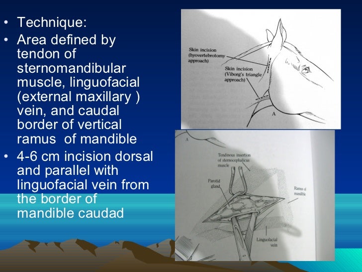 Gutteral pouches, By Dr. Rekha Pathak, senior scientist IVRI