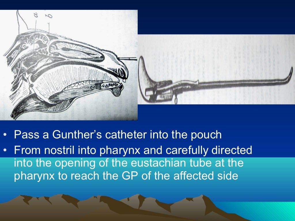 Gutteral pouches, By Dr. Rekha Pathak, senior scientist IVRI