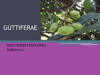 GUTTIFERAE
BAYU MEIDO PRIYANKA
E1B010014
 