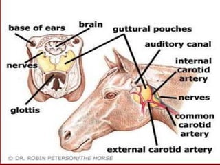 guttural-pouch-anatomy-pptx