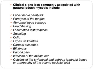  Clinical signs less commonly associated with
guttural pouch mycosis include :
 Facial nerve paralysis
 Paralysis of the tongue
 Abnormal head carriage
 Headshaking
 Locomotion disturbances
 Sweating
 Colic
 Exposure keratitis
 Corneal ulceration
 Blindness
 Parotid pain
 Infection of the middle ear
 Osteites of the stylohyoid and petrous temporal bones
or arthropathy of the atlanto-occipital joint
 
