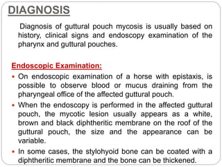 DIAGNOSIS
Diagnosis of guttural pouch mycosis is usually based on
history, clinical signs and endoscopy examination of the
pharynx and guttural pouches.
Endoscopic Examination:
 On endoscopic examination of a horse with epistaxis, is
possible to observe blood or mucus draining from the
pharyngeal office of the affected guttural pouch.
 When the endoscopy is performed in the affected guttural
pouch, the mycotic lesion usually appears as a white,
brown and black diphtheritic membrane on the roof of the
guttural pouch, the size and the appearance can be
variable.
 In some cases, the stylohyoid bone can be coated with a
diphtheritic membrane and the bone can be thickened.
 