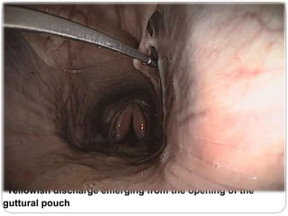 Yellowish discharge emerging from the opening of the
guttural pouch
 