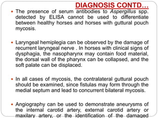  The presence of serum antibodies to Aspergillus spp.
detected by ELISA cannot be used to differentiate
between healthy horses and horses with guttural pouch
mycosis.
 Laryngeal hemiplegia can be observed by the damage of
recurrent laryngeal nerve . In horses with clinical signs of
dysphagia, the nasopharynx may contain food material,
the dorsal wall of the pharynx can be collapsed, and the
soft palate can be displaced.
 In all cases of mycosis, the contralateral guttural pouch
should be examined, since fistulas may form through the
medial septum and lead to concurrent bilateral mycosis.
 Angiography can be used to demonstrate aneurysms of
the internal carotid artery, external carotid artery or
maxilary artery, or the identification of the damaged
DIAGNOSIS CONTD…
 