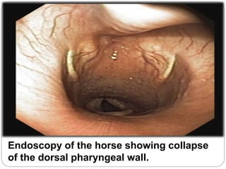 Endoscopy of the horse showing collapse
of the dorsal pharyngeal wall.
 