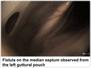 Fistula on the median septum observed from
the left guttural pouch
 