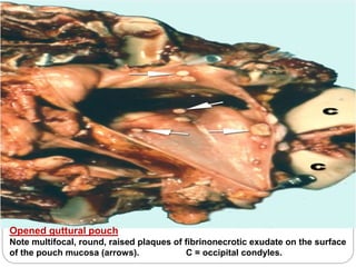 Opened guttural pouch
Note multifocal, round, raised plaques of fibrinonecrotic exudate on the surface
of the pouch mucosa (arrows). C = occipital condyles.
 