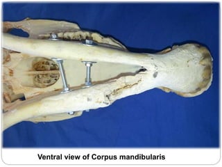 Ventral view of Corpus mandibularis
 