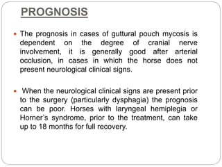 PROGNOSIS
 The prognosis in cases of guttural pouch mycosis is
dependent on the degree of cranial nerve
involvement, it is generally good after arterial
occlusion, in cases in which the horse does not
present neurological clinical signs.
 When the neurological clinical signs are present prior
to the surgery (particularly dysphagia) the prognosis
can be poor. Horses with laryngeal hemiplegia or
Horner’s syndrome, prior to the treatment, can take
up to 18 months for full recovery.
 