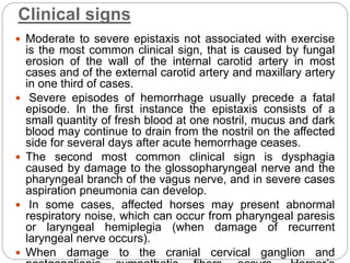 Clinical signs
 Moderate to severe epistaxis not associated with exercise
is the most common clinical sign, that is caused by fungal
erosion of the wall of the internal carotid artery in most
cases and of the external carotid artery and maxillary artery
in one third of cases.
 Severe episodes of hemorrhage usually precede a fatal
episode. In the first instance the epistaxis consists of a
small quantity of fresh blood at one nostril, mucus and dark
blood may continue to drain from the nostril on the affected
side for several days after acute hemorrhage ceases.
 The second most common clinical sign is dysphagia
caused by damage to the glossopharyngeal nerve and the
pharyngeal branch of the vagus nerve, and in severe cases
aspiration pneumonia can develop.
 In some cases, affected horses may present abnormal
respiratory noise, which can occur from pharyngeal paresis
or laryngeal hemiplegia (when damage of recurrent
laryngeal nerve occurs).
 When damage to the cranial cervical ganglion and
 