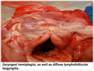 There is atrophy of the left cricoarytenoideus muscle
(laryngeal hemiplegia), as well as diffuse lymphofollicular
largyngitis.
 