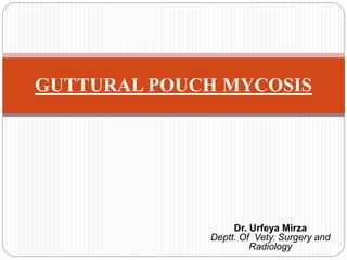 GUTTURAL POUCH MYCOSIS
Dr. Urfeya Mirza
Deptt. Of Vety. Surgery and
Radiology
 