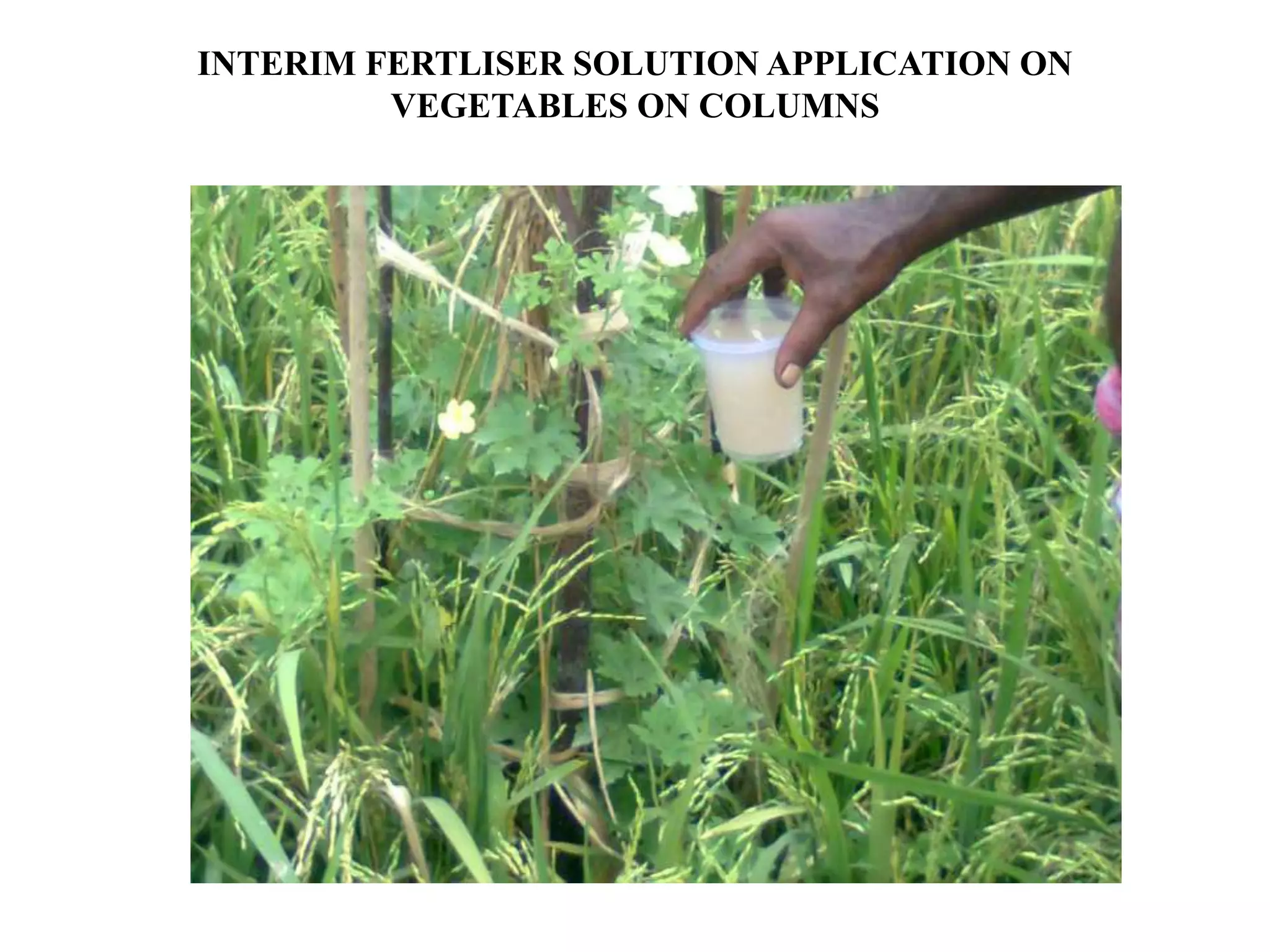 Relay Rice Inter-cropping/relay cropping of vegetables with rice using jute/gunny ...