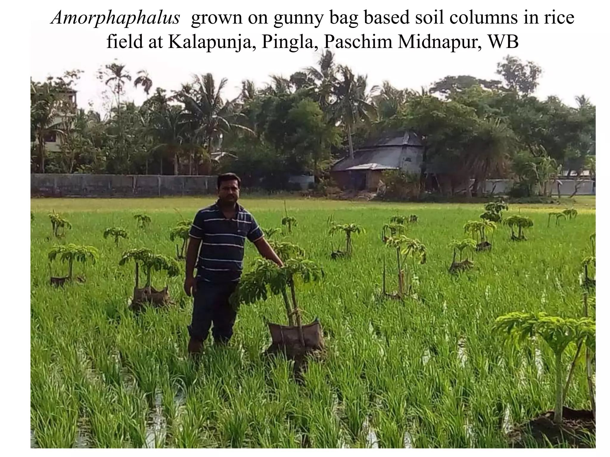 Relay Rice Inter-cropping/relay cropping of vegetables with rice using jute/gunny ...