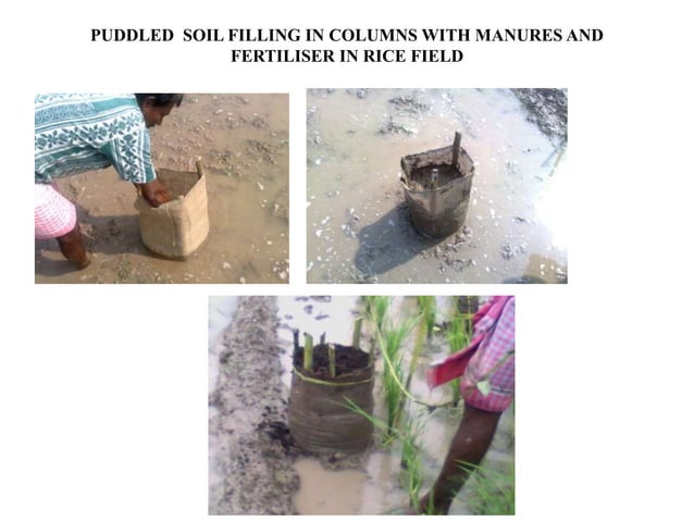 Relay Rice Inter-cropping/relay cropping of vegetables with rice using jute/gunny ...