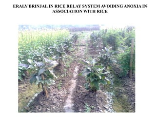 Relay Rice Inter-cropping/relay cropping of vegetables with rice using jute/gunny ...