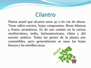 Cilantro
Planta anual que alcanza unos 40 o 60 cm de altura.
Tiene tallos erectos, hojas compuestas, flores blancas
y frutos aromáticos. Es de uso común en la cocina
mediterránea, india, latinoamericana, china y del
sureste asiático. Todas las partes de la planta son
comestibles, pero generalmente se usan las hojas
frescas y las semillas secas.
 