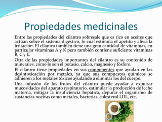 Propiedades medicinales
Entre las propiedades del cilantro sobresale que es rico en aceites que
actúan sobre el sistema digestivo, lo cual estimula el apetito y alivia la
irritación. El cilantro también tiene una gran cantidad de vitaminas, en
particular vitaminas A y K pero también contiene suficiente vitaminas
B, C y E.
Otra de las propiedades importantes del cilantro es su contenido de
minerales, como lo son el potasio, calcio, magnesio y fósforo.
El cilantro tiene propiedades en sus componentes que ayudan en las
desintoxicación por metales, ya que sus compuestos químicos se
adhieren a los metales tóxicos ayudando a eliminar los del cuerpo.
Una infusión de los frutos del cilantro puede ayudar a expulsar
mucosidades del aparato respiratorio, estimular la producción de leche
materna, mitigar la insuficiencia hepática, depurar el organismo de
sustancias nocivas como metales, bacterias, colesterol LDL, etc.
 