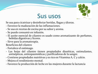 Sus usos
Se usa para cicatrizar y desinfectar heridas, llagas y úlceras.
- Favorece la maduración de las inflamaciones.
- Se usa en recetas de cocina por su sabor y aroma.
- Se puede consumir en infusión.
- El aceite esencial de cilantro es usado como aromatizante de perfumes,
bebidas digestivas y licores.
- Sirve para la aromaterapia.
Beneficios del cilantro
- Fortalece el estómago.
- Las hojas del cilantro tienen propiedades diuréticas, estimulantes,
antisépticas, antiespasmódicas y purificadoras de la sangre.
- Contiene propiedades nutritivas y es rico en Vitamina A, C y calcio.
- Mejora el rendimiento mental.
- Favorece la producción de leche en las mujeres durante la lactancia
 