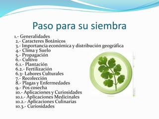 Paso para su siembra
1.- Generalidades
2.- Caracteres Botánicos
3.- Importancia económica y distribución geográfica
4.- Clima y Suelo
5.- Propagación
6.- Cultivo
6.1.- Plantación
6.2.- Fertilización
6.3- Labores Culturales
7.- Recolección
8.- Plagas y Enfermedades
9.- Pos cosecha
10.- Aplicaciones y Curiosidades
10.1.- Aplicaciones Medicinales
10.2.- Aplicaciones Culinarias
10.3.- Curiosidades
 