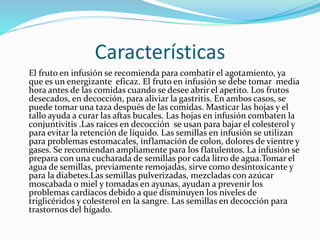Características
El fruto en infusión se recomienda para combatir el agotamiento, ya
que es un energizante eficaz. El fruto en infusión se debe tomar media
hora antes de las comidas cuando se desee abrir el apetito. Los frutos
desecados, en decocción, para aliviar la gastritis. En ambos casos, se
puede tomar una taza después de las comidas. Masticar las hojas y el
tallo ayuda a curar las aftas bucales. Las hojas en infusión combaten la
conjuntivitis .Las raíces en decocción se usan para bajar el colesterol y
para evitar la retención de líquido. Las semillas en infusión se utilizan
para problemas estomacales, inflamación de colon, dolores de vientre y
gases. Se recomiendan ampliamente para los flatulentos. La infusión se
prepara con una cucharada de semillas por cada litro de agua.Tomar el
agua de semillas, previamente remojadas, sirve como desintoxicante y
para la diabetes.Las semillas pulverizadas, mezcladas con azúcar
moscabada o miel y tomadas en ayunas, ayudan a prevenir los
problemas cardíacos debido a que disminuyen los niveles de
triglicéridos y colesterol en la sangre. Las semillas en decocción para
trastornos del hígado.
 