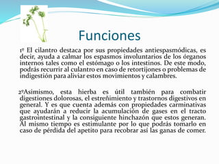 Funciones
1º El cilantro destaca por sus propiedades antiespasmódicas, es
decir, ayuda a calmar los espasmos involuntarios de los órganos
internos tales como el estómago o los intestinos. De este modo,
podrás recurrir al culantro en caso de retortijones o problemas de
indigestión para aliviar estos movimientos y calambres.
2ºAsimismo, esta hierba es útil también para combatir
digestiones dolorosas, el estreñimiento y trastornos digestivos en
general. Y es que cuenta además con propiedades carminativas
que ayudarán a reducir la acumulación de gases en el tracto
gastrointestinal y la consiguiente hinchazón que estos generan.
Al mismo tiempo es estimulante por lo que podrás tomarlo en
caso de pérdida del apetito para recobrar así las ganas de comer.
 