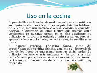 Uso en la cocina
Imprescindible en la cocina de medio mundo, esta aromática es
aún bastante desconocida en nuestro país. Estamos hablando
del cilantro, también llamado culantro, cilandro o coriandro.
Además, a diferencia de otras hierbas que usamos como
condimento en nuestras recetas, en el caso delcilantro, su
utilización en la cocina se extiende a todas sus partes, pues son
aprovechables, tanto las hojas, como los tallos, las semillas y los
frutos.
El nombre genérico, Coriandro Sativa, viene del
griego Korios que significa chinche, aludiendo al desagradable
olor de los frutos de esta planta mientras están verdes. Su
utilización es mucho más frecuente en la cocina asiática,
caribeña y europea, que en nuestra cocina española, exceptuando
la Comunidad Canaria, donde su uso también está muy
extendido
 
