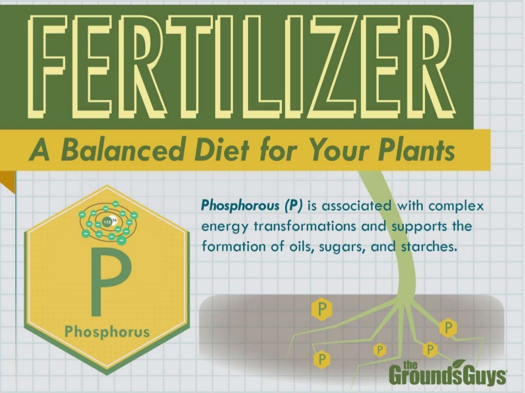 Fertilizer A Balanced Diet for Your Plants Tips from