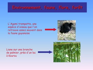 Environnement, faune, flore, forêt


 L'Agami trompette, une
 espèce d'oiseau que l'on
 retrouve assez souvent dans
 la faune guyanaise




Liane sur une branche
de palmier, près d'un lac
à Kourou
 