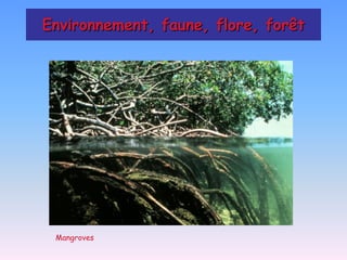 Environnement, faune, flore, forêt




 Mangroves
 