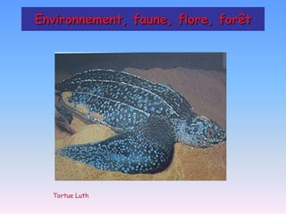 Environnement, faune, flore, forêt




  Tortue Luth
 