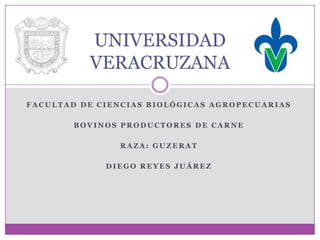 UNIVERSIDAD
          VERACRUZANA

FACULTAD DE CIENCIAS BIOLÓGICAS AGROPECUARIAS

        BOVINOS PRODUCTORES DE CARNE

               RAZA: GUZERAT

             DIEGO REYES JUÁREZ
 