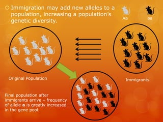  Immigration may add new alleles to a
  population, increasing a population’s
                                          Aa        aa
  genetic diversity.




 Original Population                       Immigrants


Final population after
immigrants arrive – frequency
of allele a is greatly increased
in the gene pool.
 