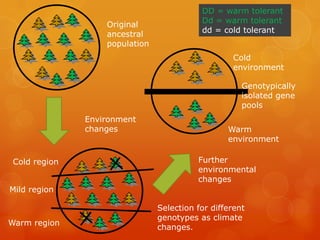 DD = warm tolerant
                                          Dd = warm tolerant
                  Original
                                          dd = cold tolerant
                  ancestral
                  population
                                                  Cold
                                                  environment

                                                     Genotypically
                                                     isolated gene
                                                     pools
              Environment
              changes                            Warm
                                                 environment

Cold region                              Further
                                         environmental
                                         changes
Mild region

                               Selection for different
                               genotypes as climate
Warm region
                               changes.
 