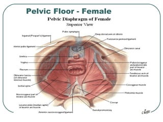 Anatomy of Pelvis & Perineum | PPT