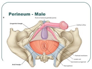 Male Perineum Location