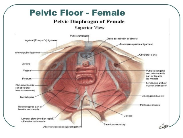 Anatomy Of Pelvis Perineum