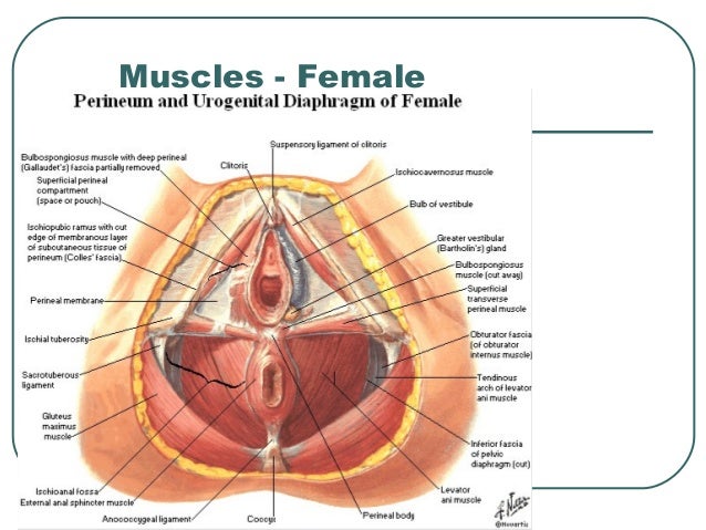 Perineum Anatomical Diagram Wiring Diagram Home